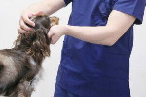 診察を受ける犬の画像